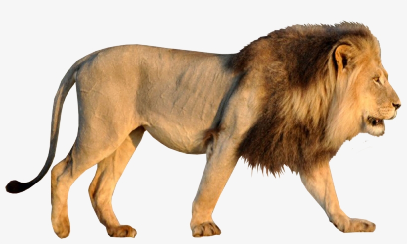 Share This Image - Lion, transparent png download