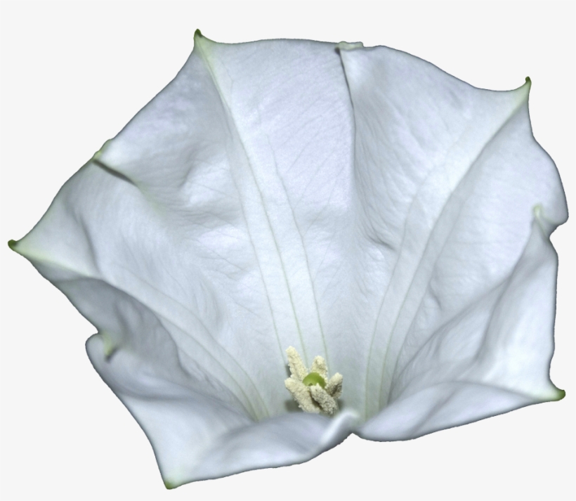 Datura-metel Flower - Thumbnail, transparent png download