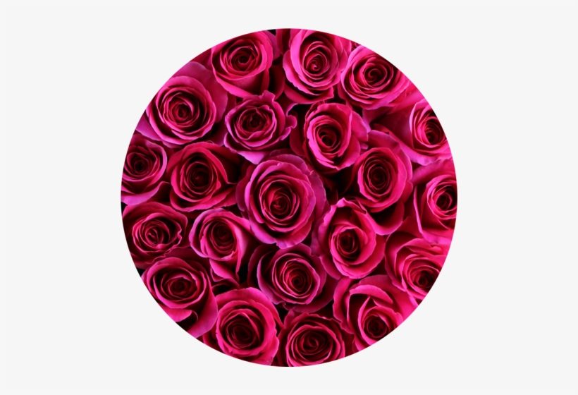 Hot Pink Roses In Round Flower Box - Flower, transparent png download