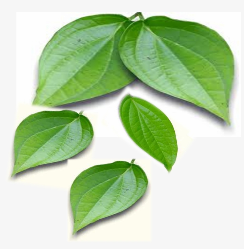 Betel Leaves - Betel Leaf Paan Png, transparent png download