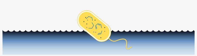 Team Cca San Diego 2017 Igem Org, transparent png download