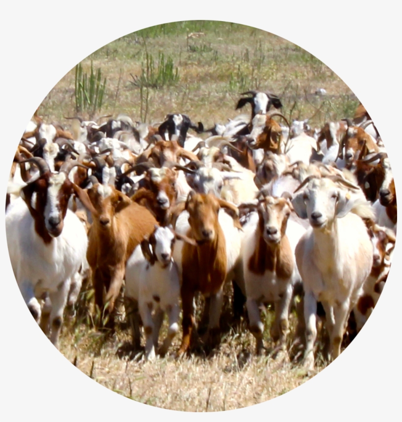 Goats - Herd Of Goats, transparent png download