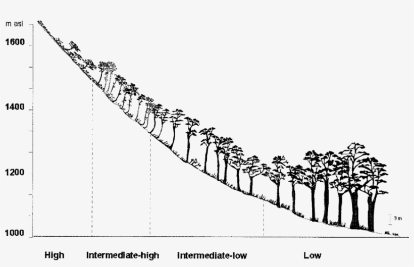 Scheme Of The Variation In The Growth Habit Of N - Maryland, transparent png download