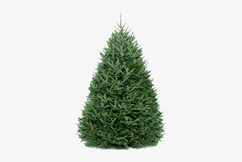 Fraser-fir Original - Fraser Fir Christmas Tree, transparent png download
