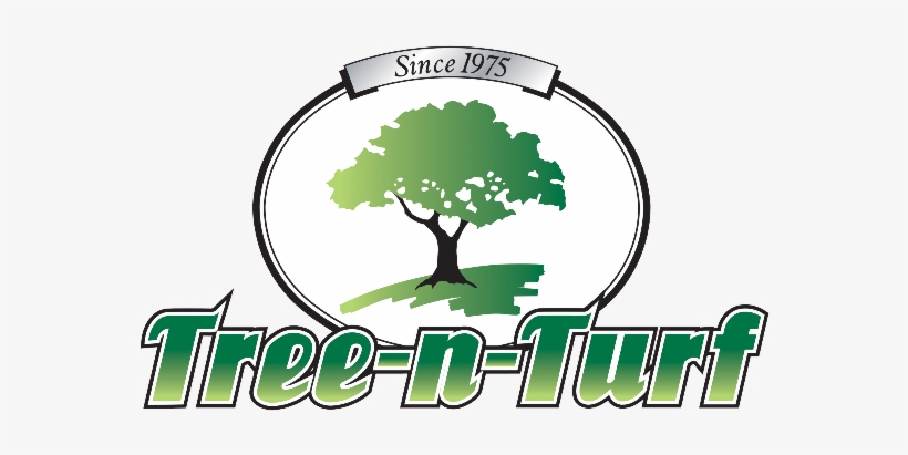 Shrub Clipart Tree Shade - Tree-n-turf Services, transparent png download