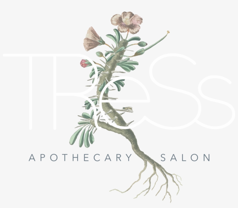 Tress Logo Vector Uai - Geranium Spinosum, Met Wortels, Een Torretje En Een, transparent png download