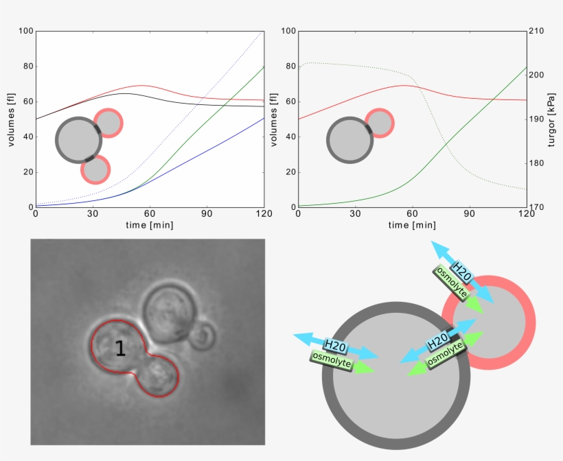 Svg Freeuse Yeast Cell Modeling The - Yeast, transparent png download