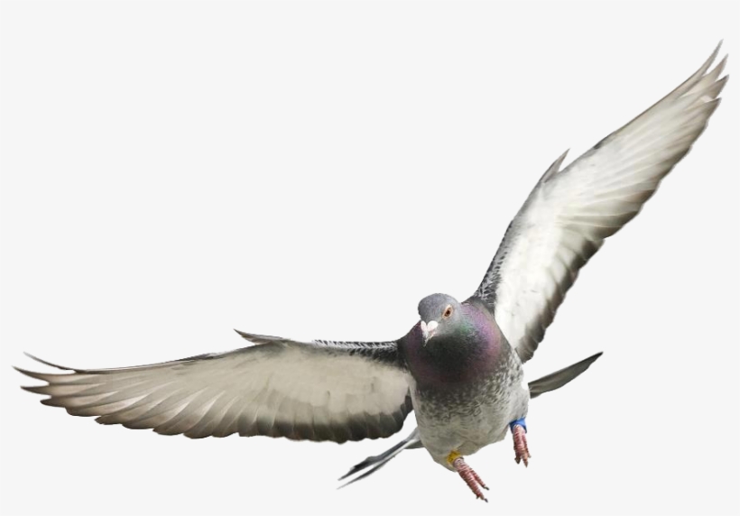 Pigeons And Doves, transparent png download