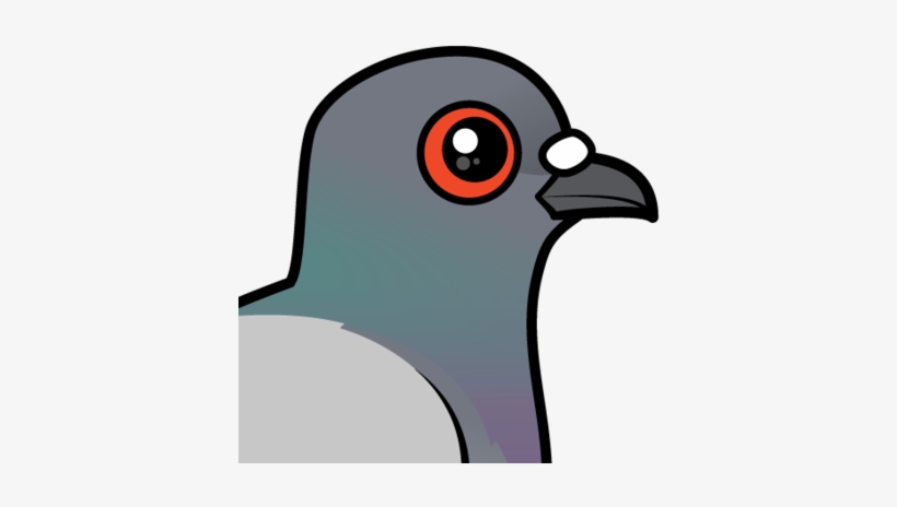 About The Rock Pigeon - Rock Dove, transparent png download