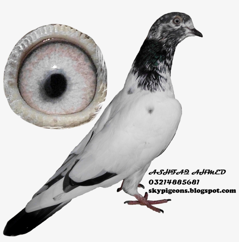 Teddy Pigeon - Rock Dove, transparent png download