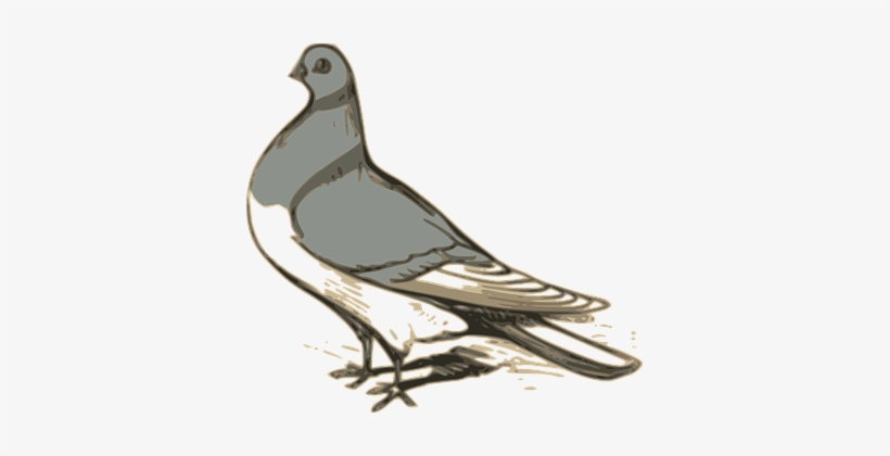 Pigeon, Bird, Grey, Standing, Symbol - Custom Pigeon Mugs, transparent png download