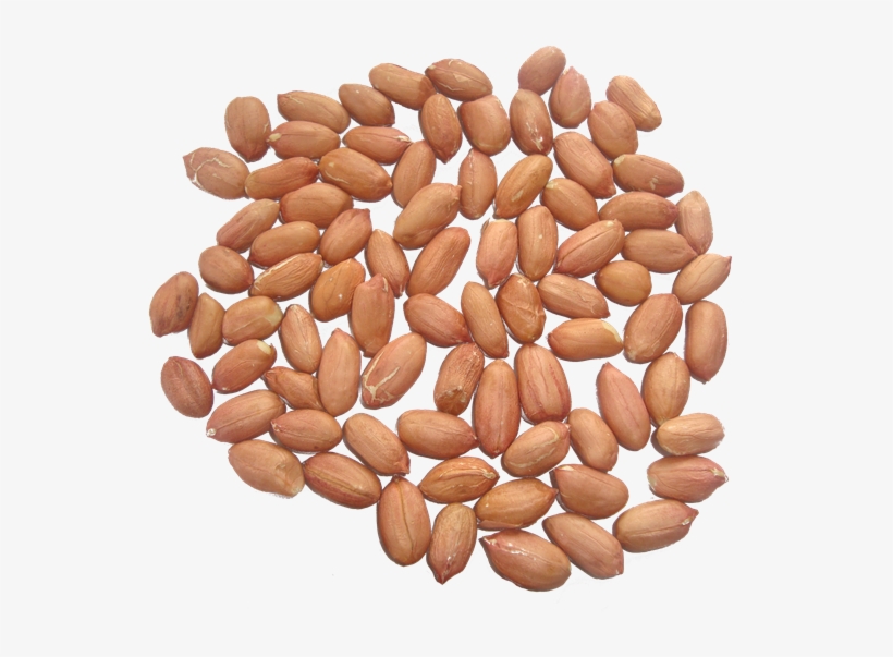 Peanut Kernels - Peanut, transparent png download