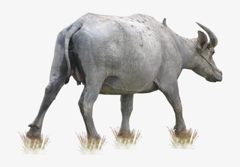 Free Chocolate Raisin Cliparts, Download Free Clip - Buffalo Png, transparent png download
