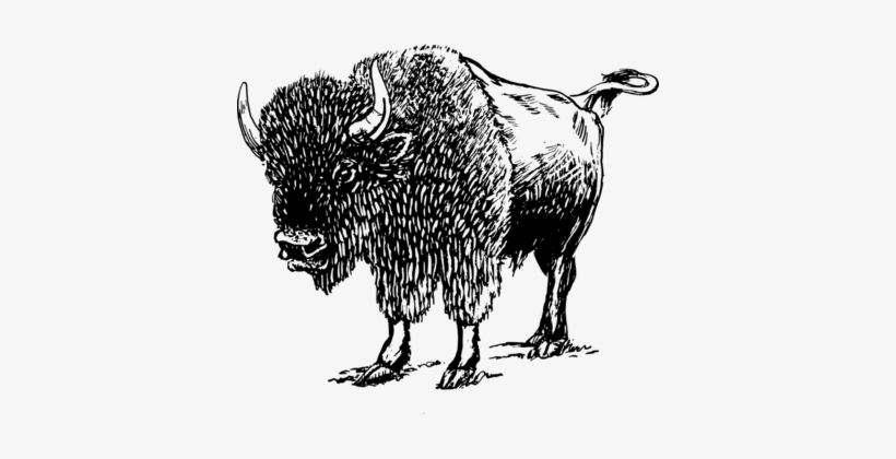 American Bison White Buffalo Mammal Computer Icons - Bison Black And White Png, transparent png download