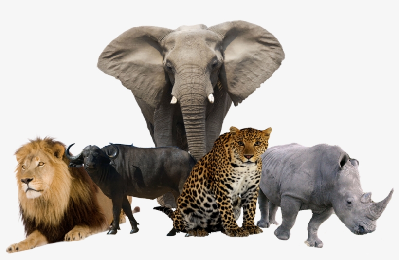 And Cape Buffalo - Draw A African Tree, transparent png download