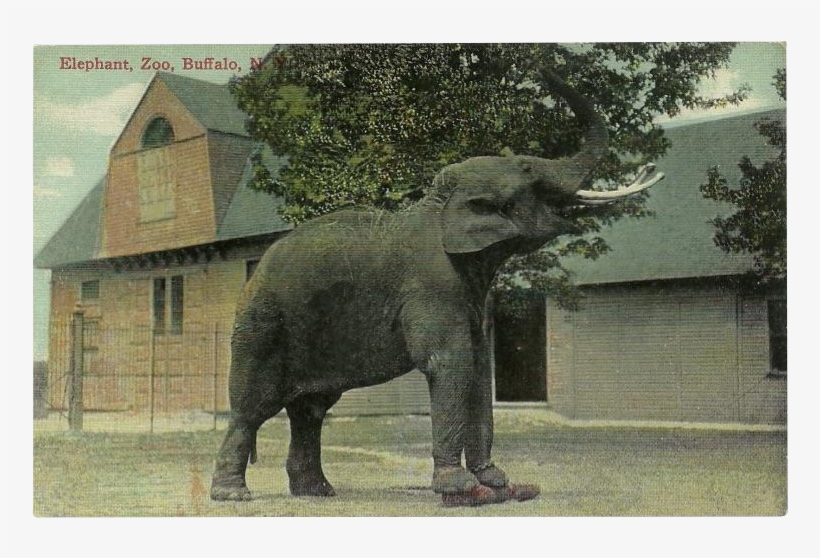 Vintage Postcard Of Elephant At The Buffalo, N - Buffalo, transparent png download