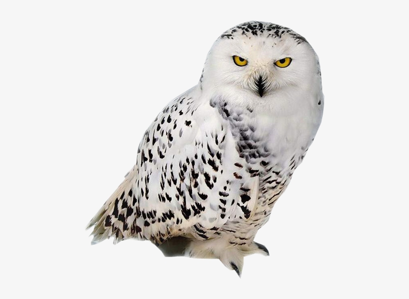 Belles Chouettes 53 Img Owl Png, Owl Background, Harry - Buho Nival De La Tundra, transparent png download