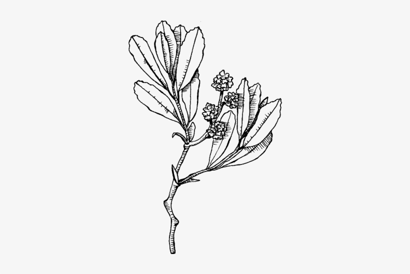 Sweet Gale - Buttercup, transparent png download