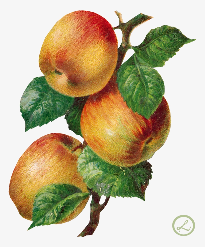 Mis Laminas Para Decoupage - Full-color Fruits And Flowers Illustrations [book], transparent png download