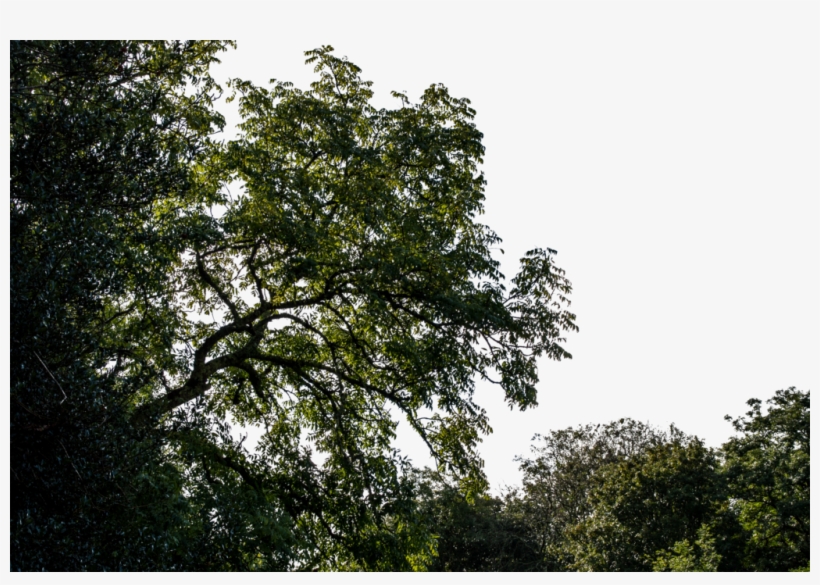 Foreground Foliage, transparent png download