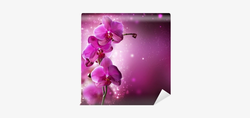 Full Wall Orchid Flower, transparent png download