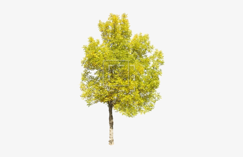 Tall Green Juniper - Green Yellow Trees Png, transparent png download
