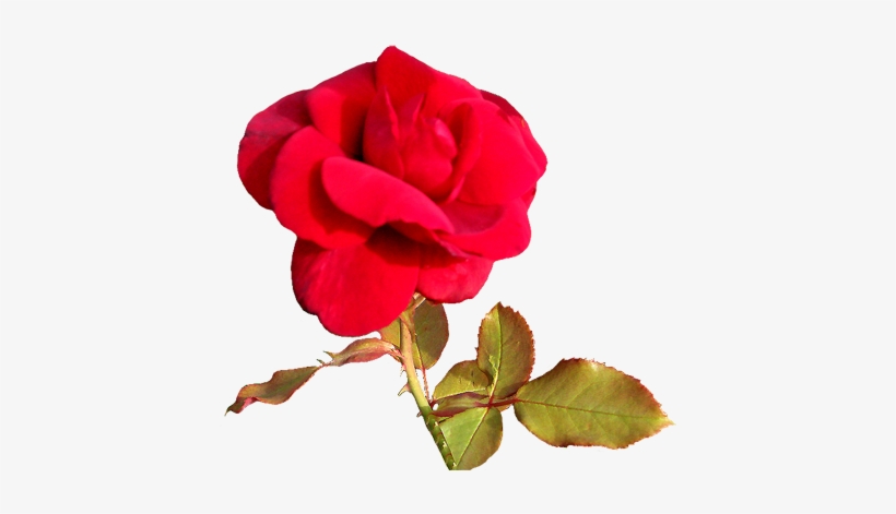 Red Rose For A Valentine Greeting, Red Valentine Day - Love You Pink Rose Heart Images Gif, transparent png download