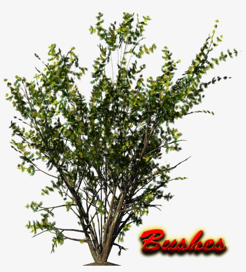 Bushespng, transparent png download