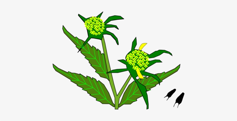 Flowering Plant Plant Stem Leaf Food - Food, transparent png download