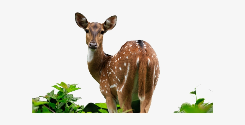 Spring And Valley View, transparent png download