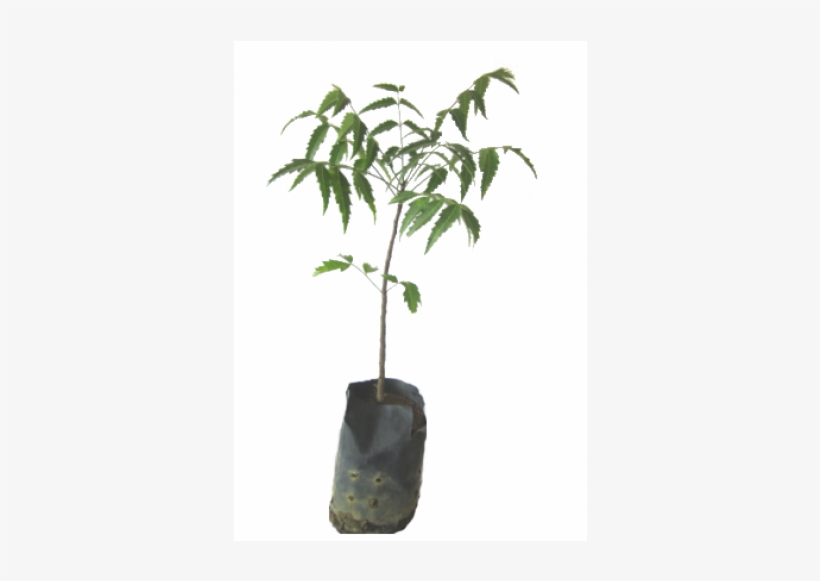 Houseplant, transparent png download