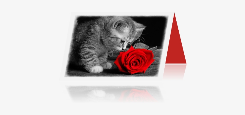 Photo Dieren Kaarten Kat 03 Zpsmvq4cuus - Cat, transparent png download