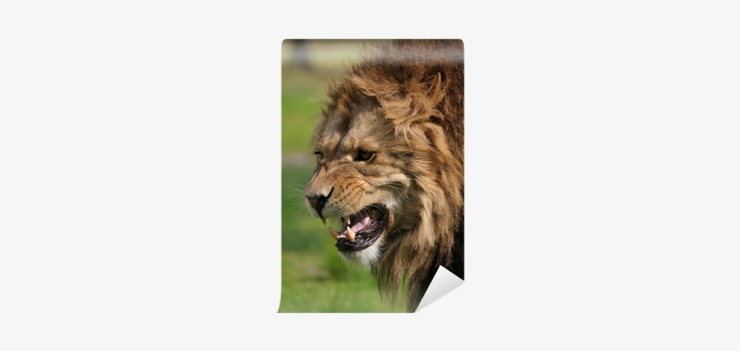 Angry Lion, transparent png download