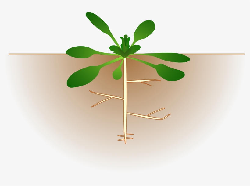 Free Download Plante Fixatrice D Azote Clipart Plants - Arabidopsis Clipart, transparent png download