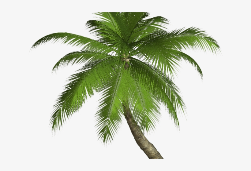 Palm Tree Png Transparent Images - High Resolution Palm Trees, transparent png download