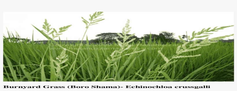 Sweet Grass, transparent png download