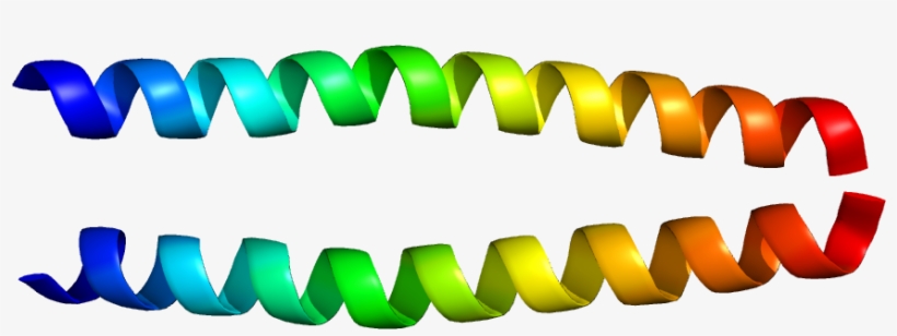 Protein Prkg1 Pdb 1zxa - Leucine Zipper, transparent png download