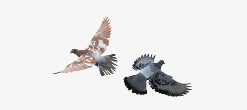 Flying Birds - Güvercinler Png, transparent png download