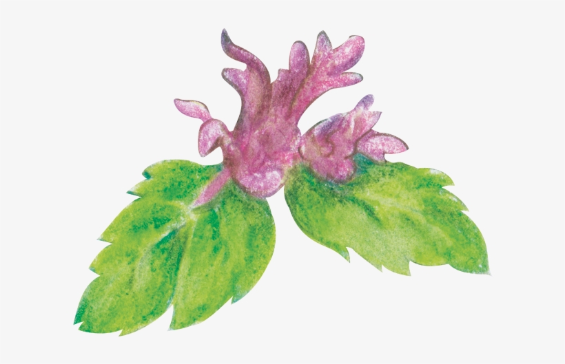 Hause Is A Haven Situated In The Heart Of Buzzing Jakarta - Acianthera Pectinata, transparent png download