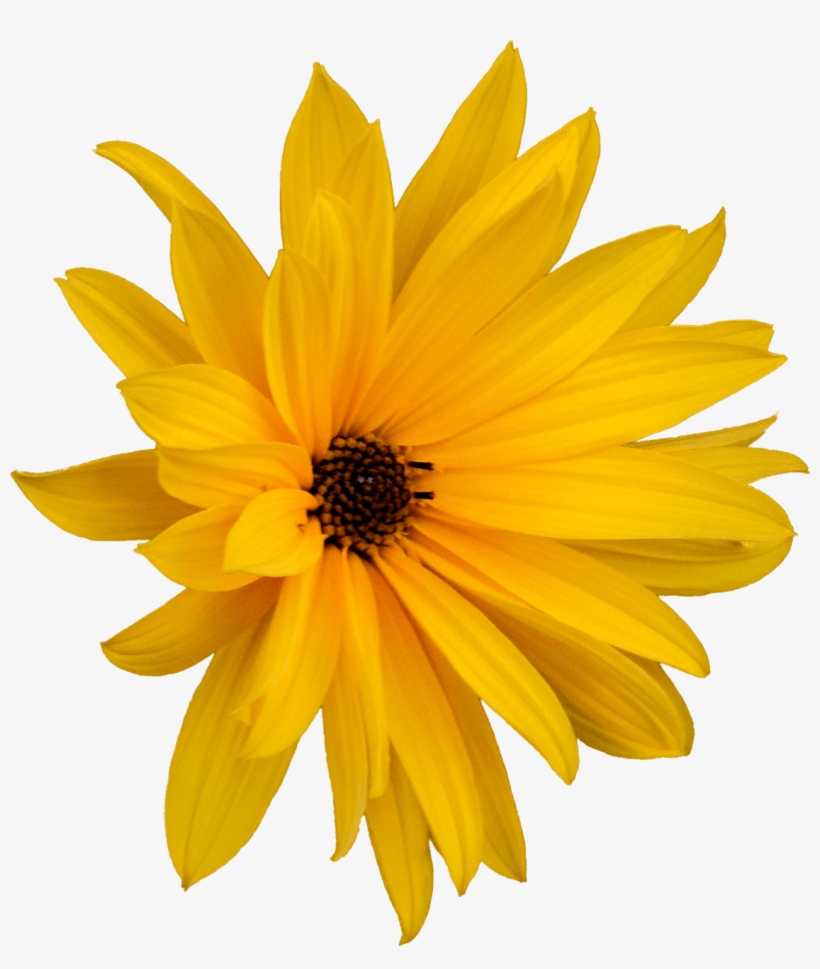 Flower Marguerite Png - Jerusalem Artichoke Flower Png, transparent png download