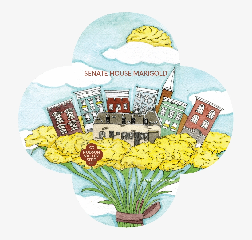 Senate House Marigold Seeds Art Pack - United States Senate, transparent png download