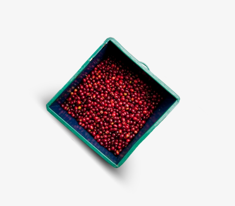 Nespresso Uses Ripe Cherries With Optimum Bean Density - Bead, transparent png download