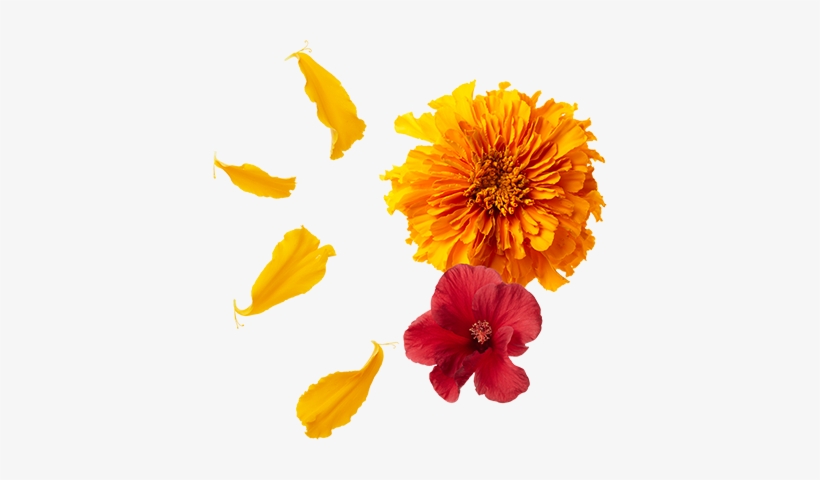 Organic African Nectar - Herbal Tea, transparent png download