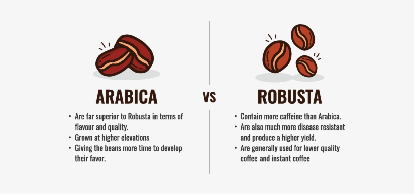 Types Of Coffee Beans - Arabica Coffee Bean, transparent png download