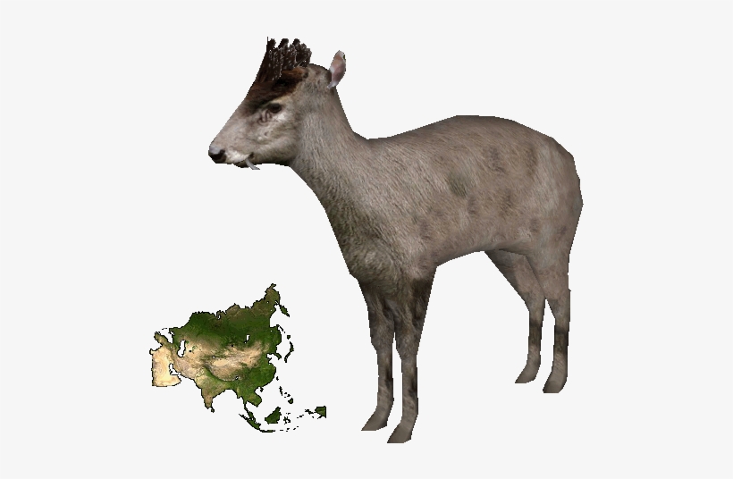 Tufted Deer - Bigger Africa Or Asia, transparent png download