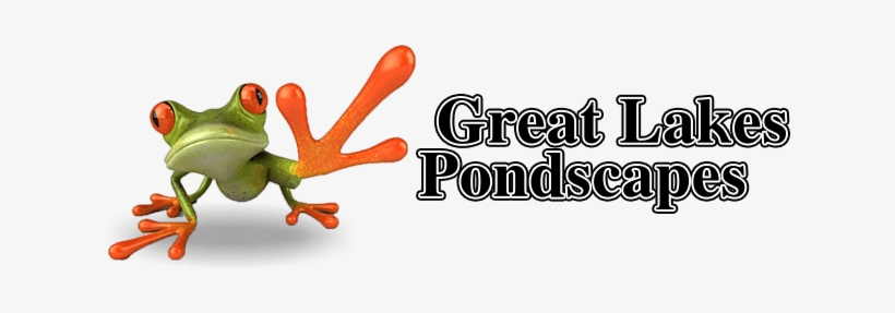 Frog, transparent png download