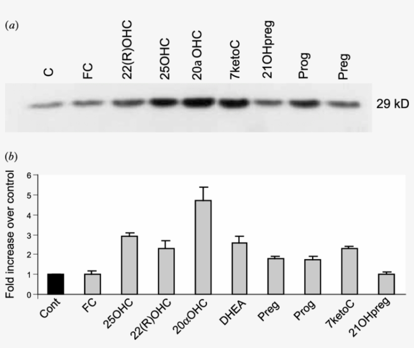 Star Protein Levels Are Upregulated By Both Sterols - Skyline, transparent png download
