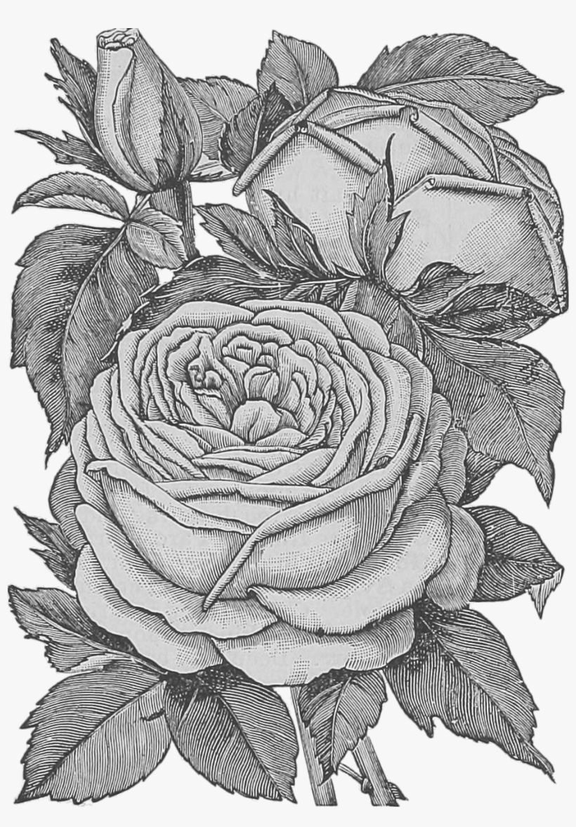 Black And White Real Life Flowers Transparent, transparent png download