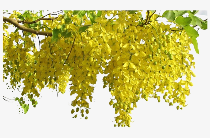 Konna Copy - Vishu Png, transparent png download