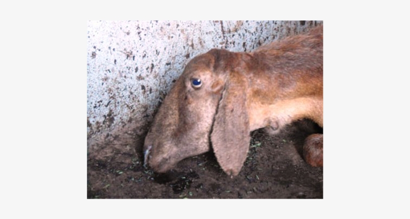 Opa Affected Sheep With Respiratory Distress And Mucus - Jaagsiekte Gross Lesions, transparent png download
